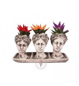 Helen Saksıda Renkli Haworthia Seti